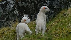 Junge Schafe am Wanderweg