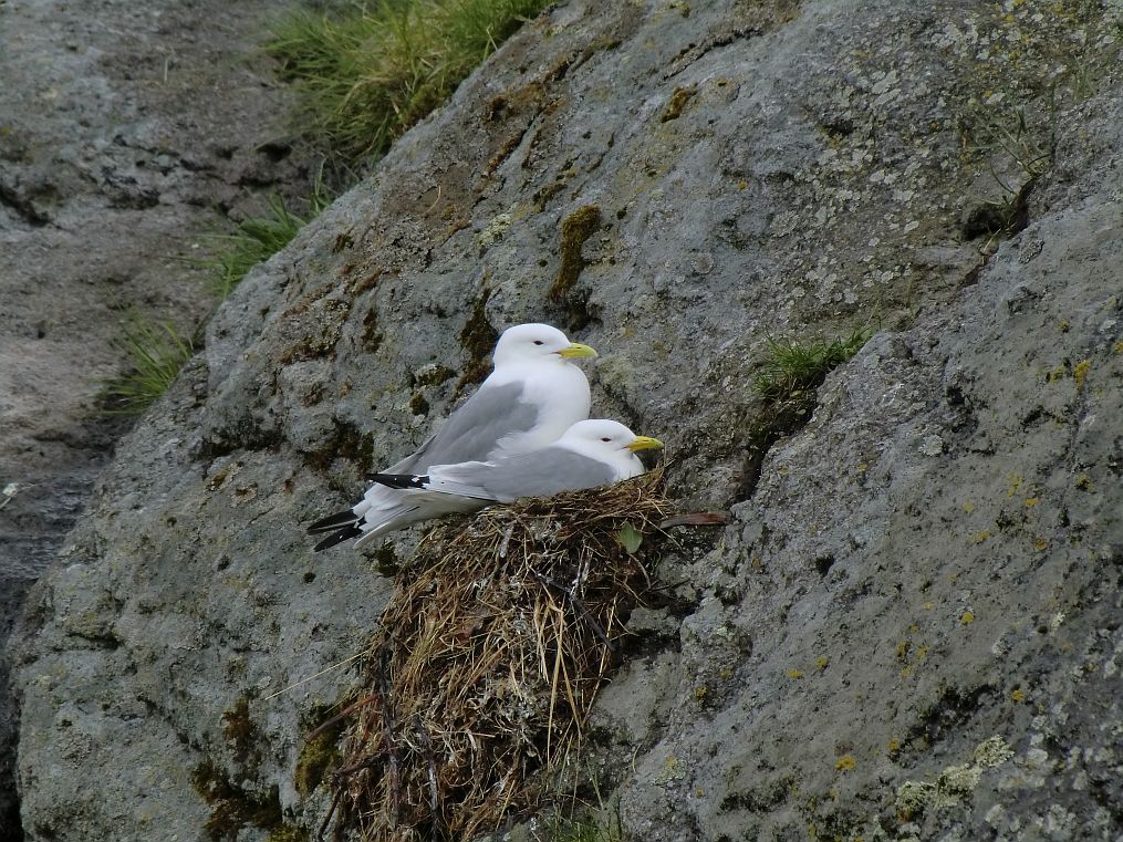 Möwenpaar in Nusfjord am Vogelfelsen
